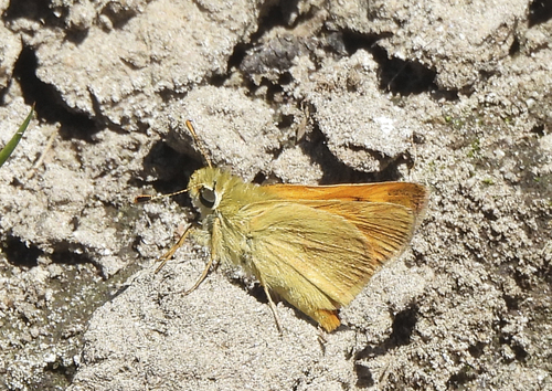 iNaturalist observation photo of Woodland Skipper