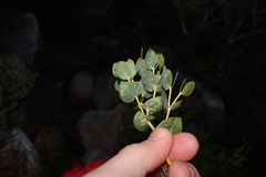 Rafnia acuminata