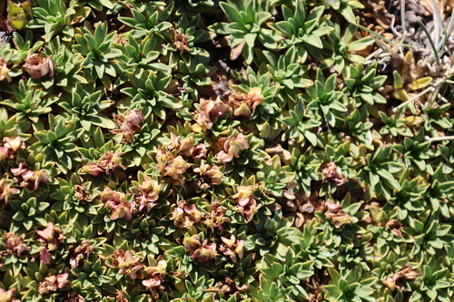 Azorella ruizii, photograph 1