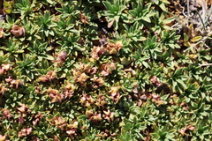 Azorella ruizii, photograph (c) Grzegorz Grzejszczak, some rights reserved (CC BY-SA)