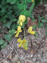 Cytisophyllum sessilifolium