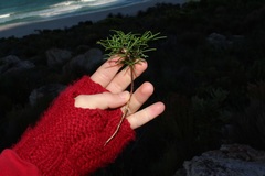 Oxalis polyphylla pentaphylla