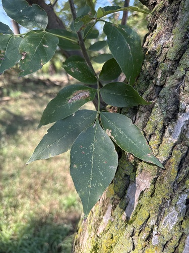 green ash