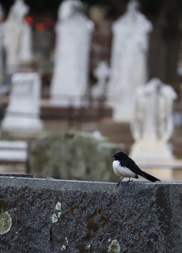 Willie Wagtail