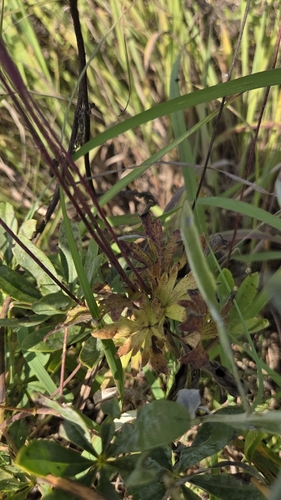 Anemone cylindrica, photograph 4