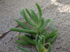 Mesembryanthemum canaliculatum