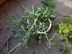 Mesembryanthemum canaliculatum