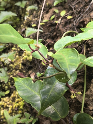 Cynanchum graphistemmatoides, 2026-08-22