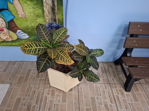 Variegated Croton