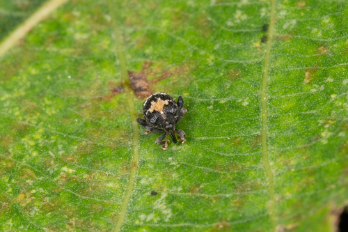 Tachyerges rufitarsis