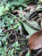 Borysthenes maculatus