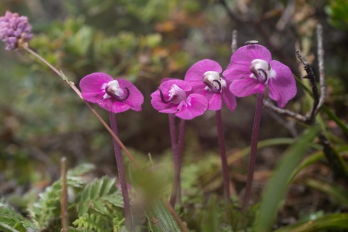 Pedicularis siphonantha