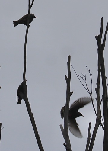 European Starling