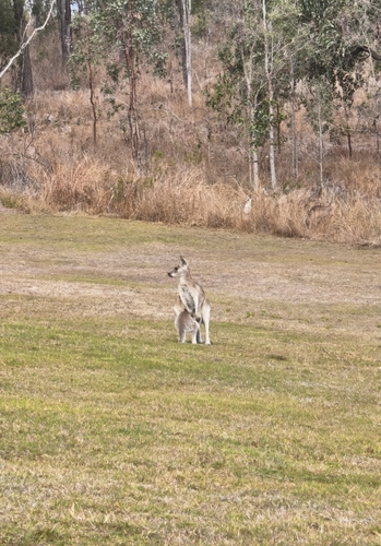 Eastern Grey Kangaroo