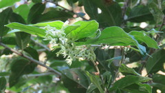 Cestrum strigilatum