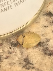 Paraselenis flava