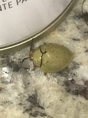 Paraselenis flava