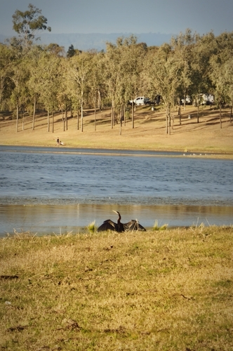 Australasian Darter