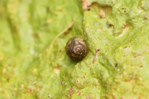 Pupisoma observed 2026-08-22