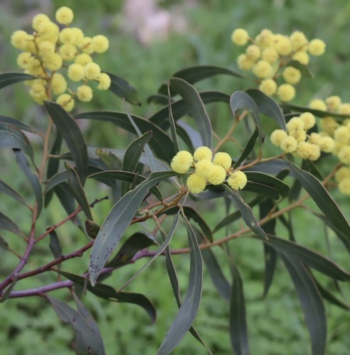 Golden Wattle