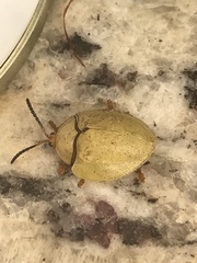Paraselenis flava