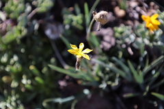 Sisyrinchium arenarium