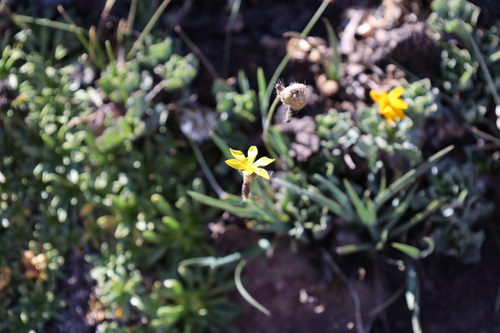 Sisyrinchium arenarium, photograph 1