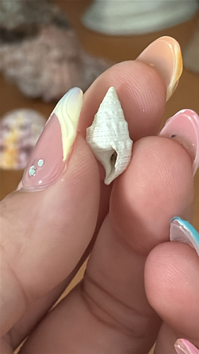 Cerithium litteratum observed 2026-08-22