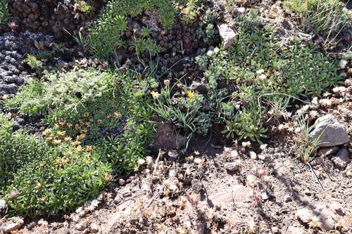Sisyrinchium arenarium, photograph 2