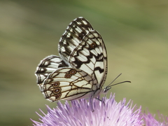 Melanargia ines