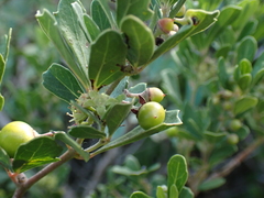 Rhoicissus tridentata tridentata