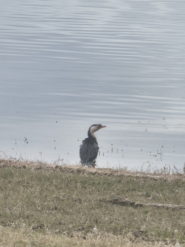 Little Pied Cormorant