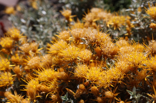Chuquiraga oppositifolia, photograph 1