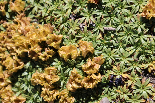 Azorella ruizii