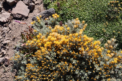 Chuquiraga oppositifolia, photograph 2