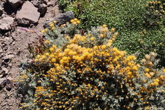 Chuquiraga oppositifolia, photograph (c) Grzegorz Grzejszczak, some rights reserved (CC BY-SA)