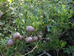 Rhoicissus tridentata tridentata