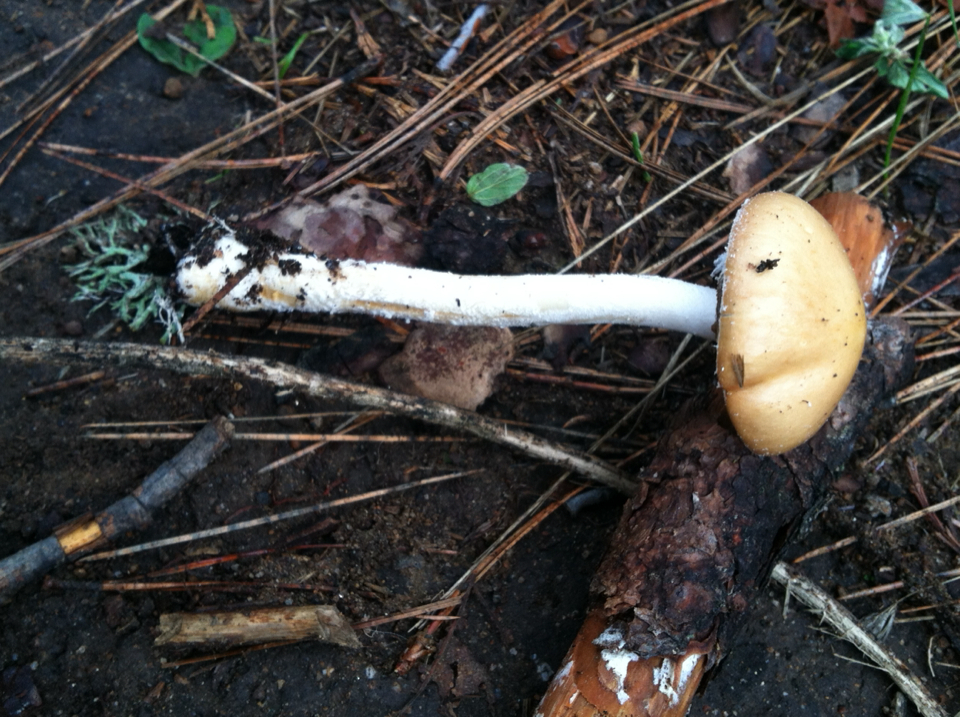 Stropharia ambigua image