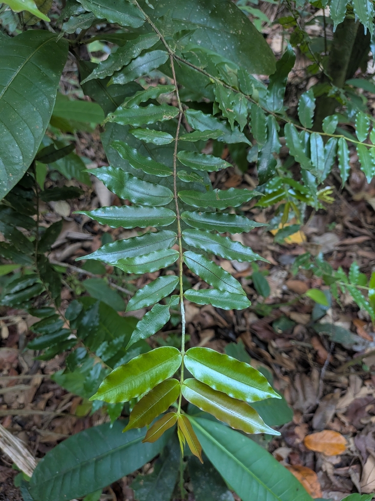 Ruizterania albiflora (Ruizterania albiflora)