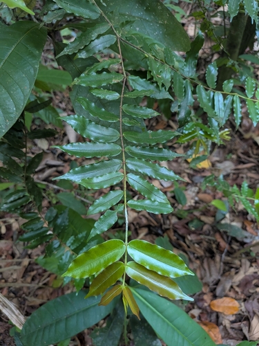 Ruizterania albiflora (Ruizterania albiflora)