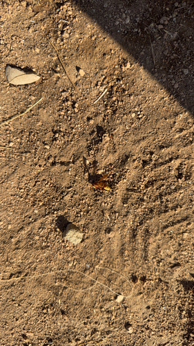 Western Cicada-killer Wasp