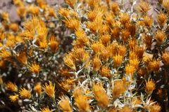 Chuquiraga oppositifolia