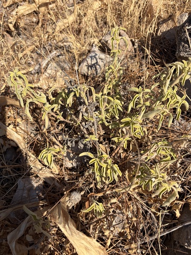 Salvia fruticosa
