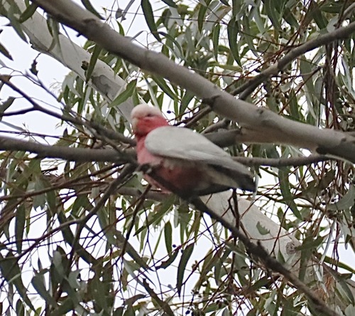 Galah