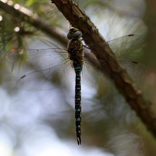 Migrant Hawker, 6024 Budel-Dorplein, Netherlands, photo 8 of 10