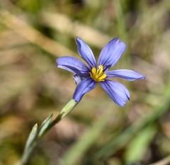 Sisyrinchium halophilum