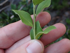 Robsonodendron maritimum