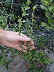 Robsonodendron maritimum