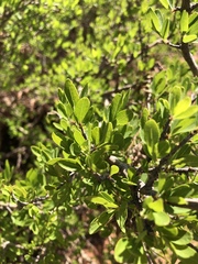 Forestiera pubescens pubescens
