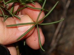 Oxalis polyphylla pentaphylla